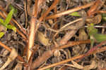 Seabeach evening primrose